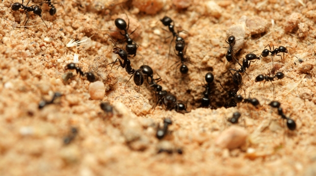 Black ants