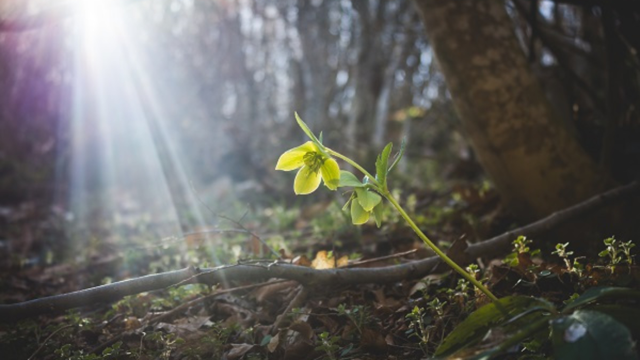 Green flower in the woods on sunlight. Sunflare and hellebore in forest. Natural seasonal landscape using as backgrounds or wallpapers. Perspective of beautiful scenery plants in nature.