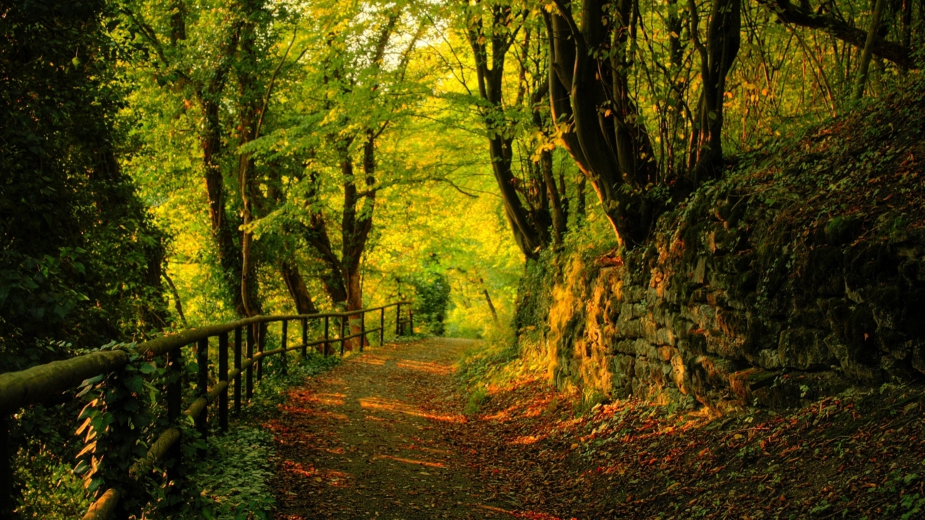 walking-in-the-forest-2560x1600-wallpaper