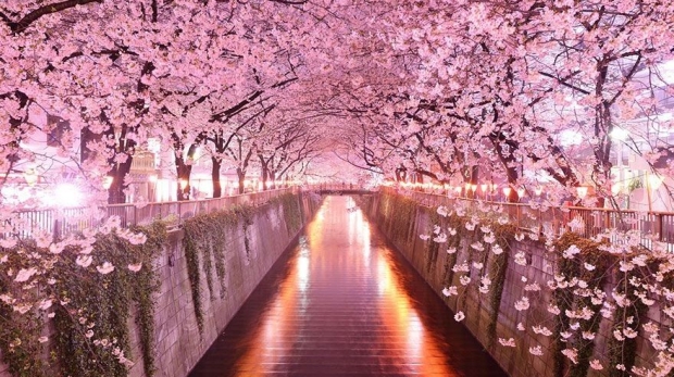 gambar-wallpaper-hp-bunga-sakura